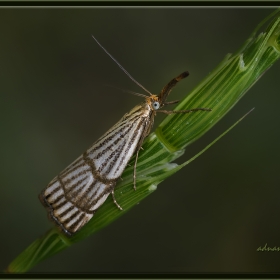 Uzunburunlu çizgili çim güvesi...