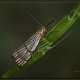 Uzunburunlu çizgili çim güvesi - Chrysocrambus craterella