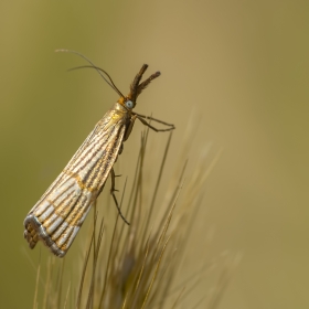 Uzunburunlu çizgili çim güvesi...