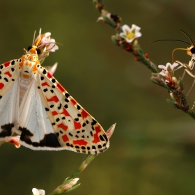 Güzelbenekli ayı güvesi - Utet...