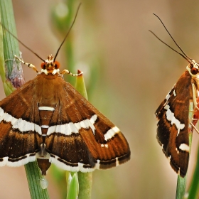 Pancar tırtıl güvesi-Spoladea...
