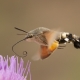 Atmaca Güvesi - Macroglossum stellatarum