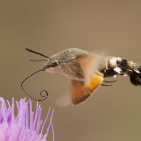 Atmaca Güvesi - Macroglossum stellatarum