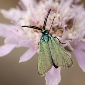 Blue Forester moth - Procris a...