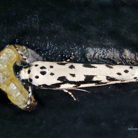 Küçük etmi güvesi - Ethmia pus...