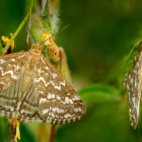 Hardal çim güvesi - Evergestis...