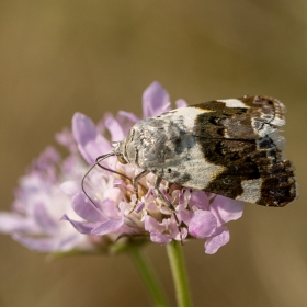 Solgun Omuz Güvesi - Acontia l...