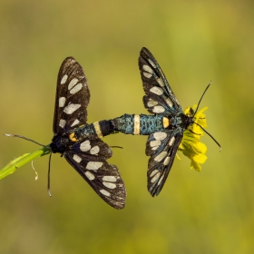Dokuz benekli güve - Amata Phe...