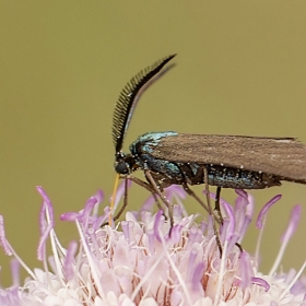 Blue Forester moth - Procris a...