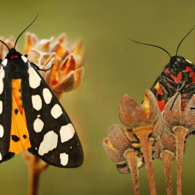 Bağ Çadırtırtılı - Arctia Vill...