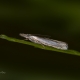 Yaldızlı çim güvesi - Crambus uliginosellus - Marsh Grass-veneer 