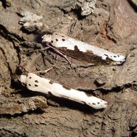 Çift noktalı etmi güvesi - Eth...