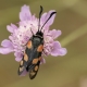 Altı Benekli Güve - Six-spot Burnet - Zygaena filipendulae