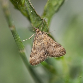 Saman renkli güve-Pyrausta des...