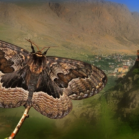 Anadolu dalga desenli dev güve...