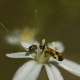 Uzunantenli metalik güve - Nemophora fasciella