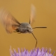Atmaca Güvesi - Macroglossum stellatarum