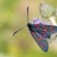 Altı Benekli Güve - Six-spot Burnet - Zygaena filipendulae