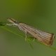 Noktalı çim güvesi-Agriphila straminella, Crambus des chaumes