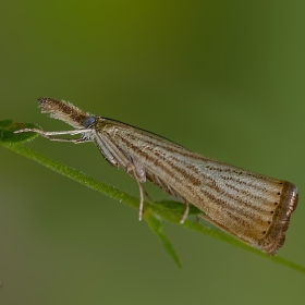 Noktalı çim güvesi-Agriphila s...