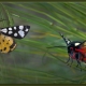 Krem Benekli Kaplan Güvesi - Arctia Villica - Cream Spot Tiger