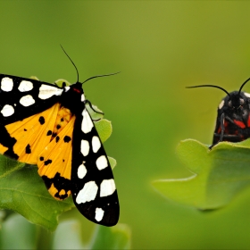 Bağ Çadırtırtılı - Arctia Vill...