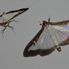 Sedefli şimşir güvesi - Cydali...