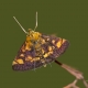 Nane güvesi - Pyrausta aurata, Mint moth, Small purple and gold moth