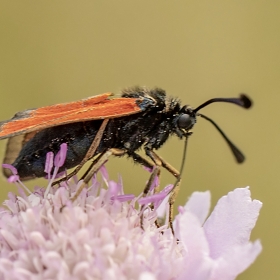 Güzel Alev Güvesi - Mesembrynu...