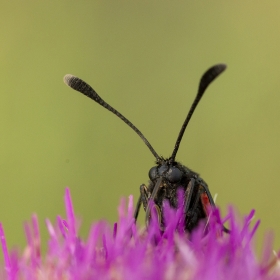 Güzel Alev Güvesi - Mesembrynu...